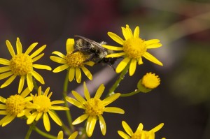 flowers and bee